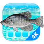 Aquarium 4K 1.1.0 MAS 4K高清屏保WPS2023办公软件-苹果软件-mac软件,-汉化软件-汉化补丁-注册机-激活码-激活工具-软件-补丁-软件分享-去广告软件-软件版下载-软件安装-精品mac应用wps办公软件