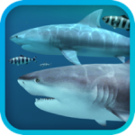 Sharks 3D 2.1.1 MAS 3D海底鲨鱼动态壁纸WPS2023办公软件-苹果软件-mac软件,-汉化软件-汉化补丁-注册机-激活码-激活工具-软件-补丁-软件分享-去广告软件-软件版下载-软件安装-精品mac应用wps办公软件
